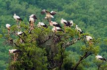 Birdwatching and cultural heritage tour from Varna