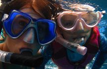 Afternoon Hawaiian Green Sea Turtle and Dolphin Snorkel and Sail