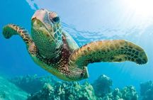 Waikoloa Catamaran Morning Snorkel Inluding Lunch