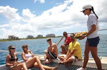 Waikiki Panorama Sail: Search for Hawaiian Sea Turtles