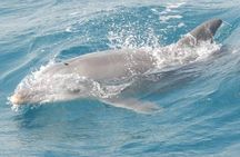 Wasini Dolphin Day Trip