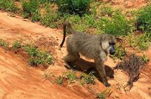 Shimba Hills Excursion