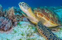 Moalboal Sardine Run and Kawasan Day Tour