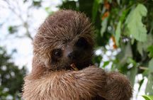 La Fortuna Birds, Butterfly Garden, sloths Guided Tour 2hrs