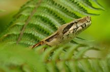 La Fortuna Birds, Butterfly Garden, sloths Guided Tour 2hrs