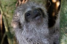 La Fortuna Birds, Butterfly Garden, sloths Guided Tour 2hrs