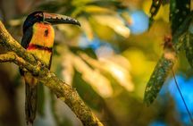 La Fortuna Birds, Butterfly Garden, sloths Guided Tour 2hrs