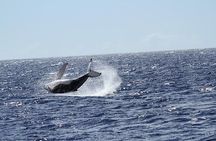 Whale Watch Cruise Aboard The Majestic by Atlantis Cruises