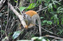 Manuel Antonio National Park Guided Tours