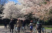 Washington DC Cherry Blossoms By Bike Tour
