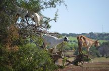 Overnight Surf Trip to Essaouira and Sidi Kaouki from Marrakech