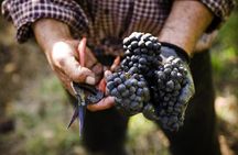 Ultimate Mornington Peninsula Food and Wine Small Group Tour