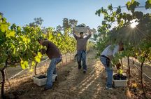 Ultimate Mornington Peninsula Food and Wine Small Group Tour