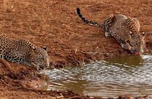 2 days yala National Park From Colombo with of Jeep Safari 