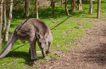 Shore Excursion Melbourne, Sights, Kangaroos, Koalas Lunch & Wine