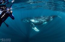 Swim with Humpback Whales - Ningaloo Reef - 3 Islands Whale Shark Dive