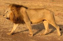Nairobi National Park Tour