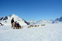Dogsledding Tour from Girdwood + Helicopter