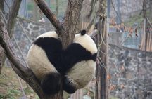 Visiting Dujiangyan Yaan Wolong Panda Base Optional Volunteering