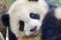 Visiting Dujiangyan Yaan Wolong Panda Base Optional Volunteering