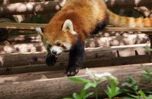 Private Full-Day Tour: Chengdu City Highlights