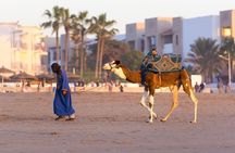 From Agadir or Taghazout or Port 2 Hours Camel Ride