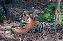 Adventures Ranthambore Wildlife Safari Tour from Delhi with Safari Rides