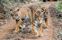 2-Day Ranthambore Safari with Sunrise view of Taj Mahal