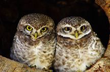  Bharatpur Birding adventure from Delhi