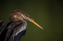  Bharatpur Birding adventure from Delhi