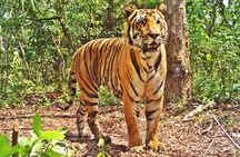 Bandipur Tiger Reserve with Somnathpur Temple Tour