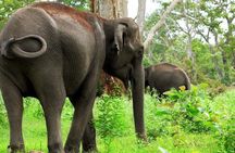 Bandipur Tiger Reserve with Somnathpur Temple Tour