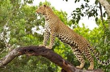 2 Days Masai Mara Private Safari From Nairobi