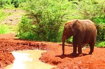 Nairobi National Park,Baby Elephant Orphanage&Giraffe Center Tour