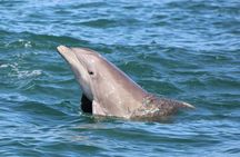 Dolphin and Wildlife Adventure of St. Augustine