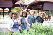 Half Day Thai Cooking Class in Organic Farm - Evening Session