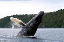 Whale Watching RIB Experience (With Transfer Tromso-Skjervoy)