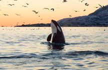 Whale Watching RIB Experience (With Transfer Tromso-Skjervoy)