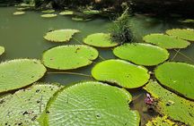 Amazon Natural Museums Combo INPA and MUSA