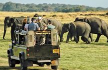Afternoon Game Drive at Minneriya National Park