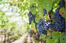 Cousino Macul and Concha y Toro Wineries Day Trip from Santiago