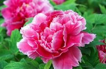 Luoyang Private Tour to Longmen Grottoes and Peony Blossom Sightseeing