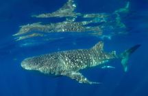Private Whale shark Ecofriendly tour from Cancun