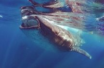 Private Whale Shark Ecofriendly Tour from Riviera Maya