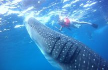 Private Whale Shark Ecofriendly Tour from Riviera Maya