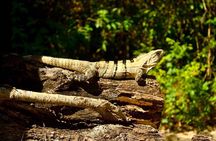 TOUR CENOTE AND SNORKELING WITH TURTLES (Private) 