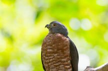 Private Rincón de la Vieja Bird Watching Tour