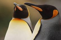 King Penguin & Tierra del Fuego Tour