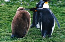 King Penguin & Tierra del Fuego Tour