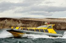 Magdalena Island Penguin Tour by Boat from Punta Arenas